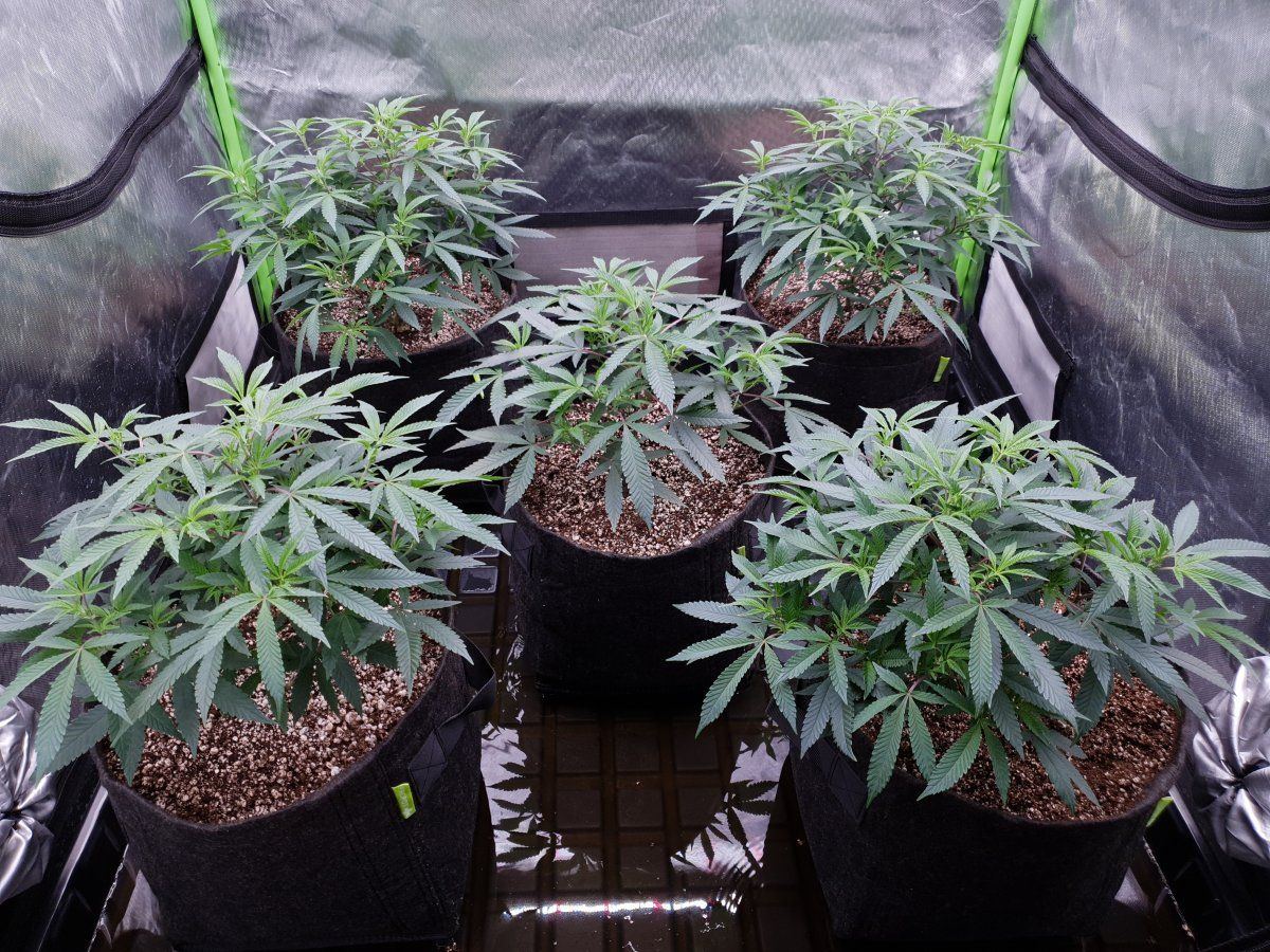 CR flo transp  53 days veg 2