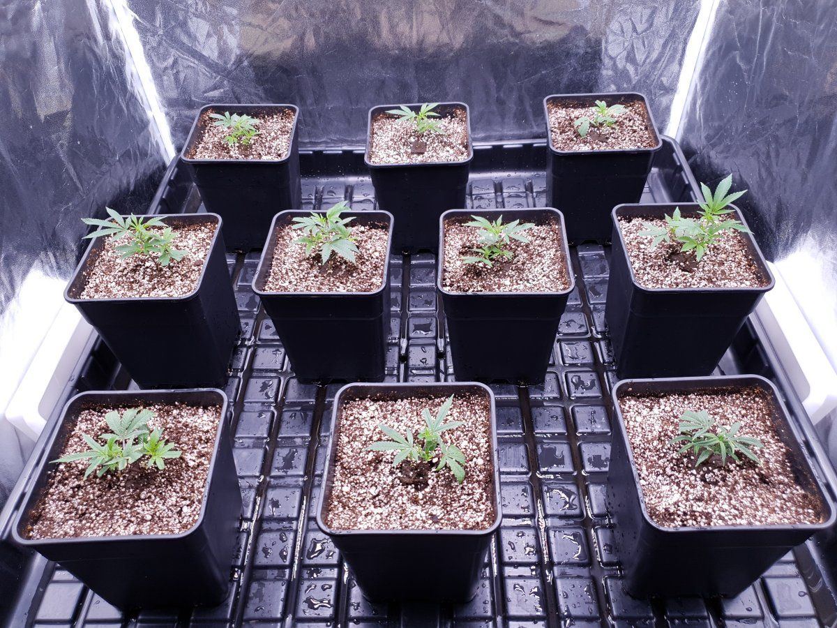 CR S1 clones bag seed