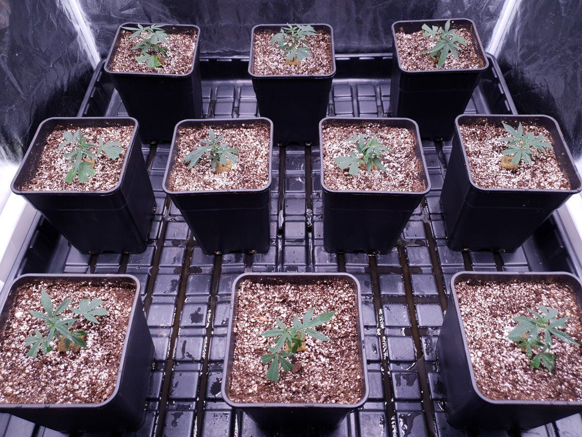 CR transplant 15 days root