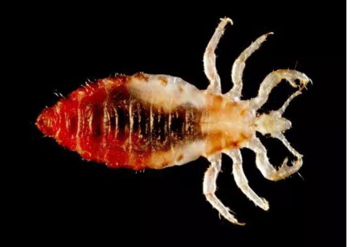 Crab