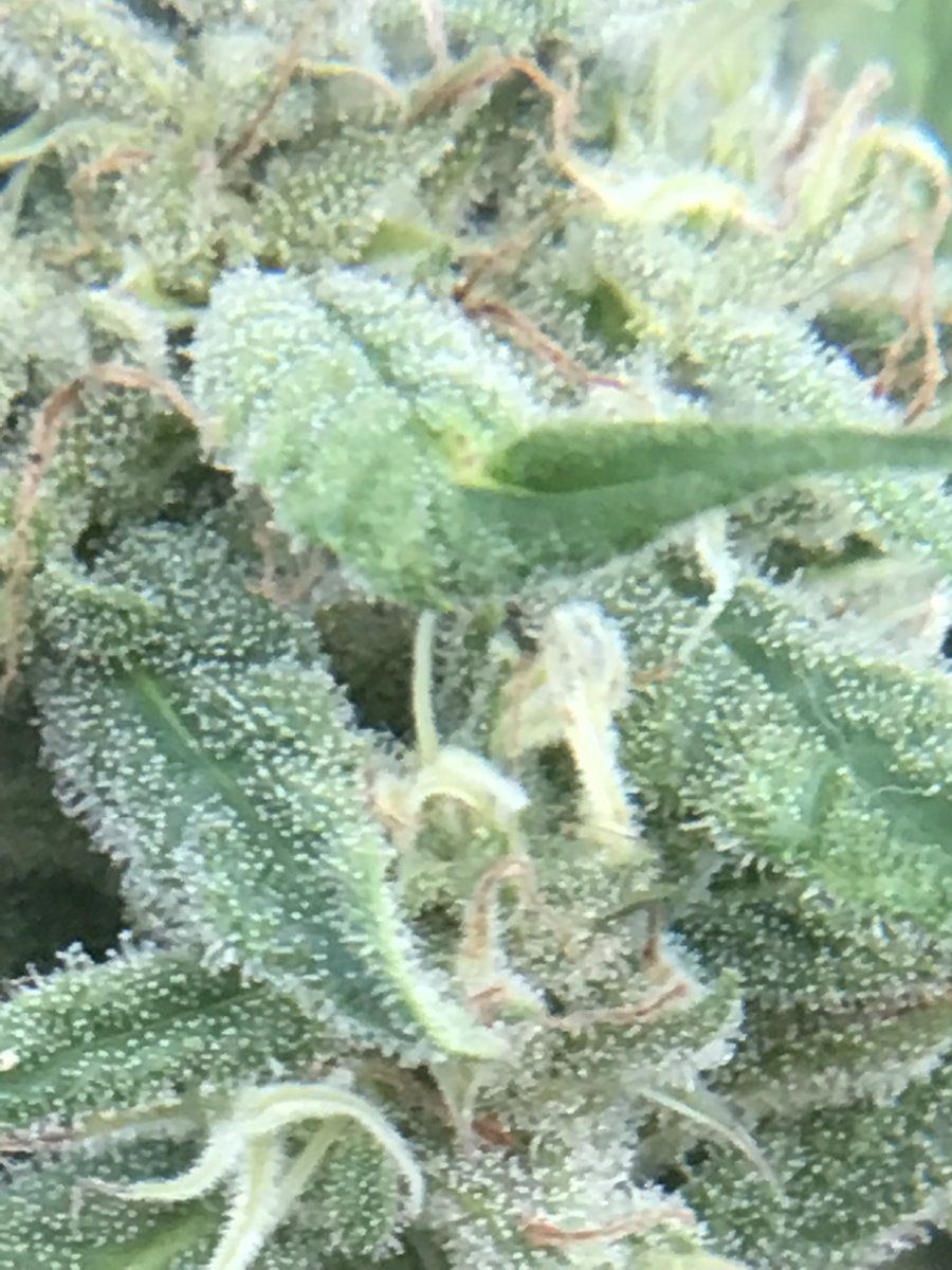 Crap backyard grow found by neighbor trichomes question 10