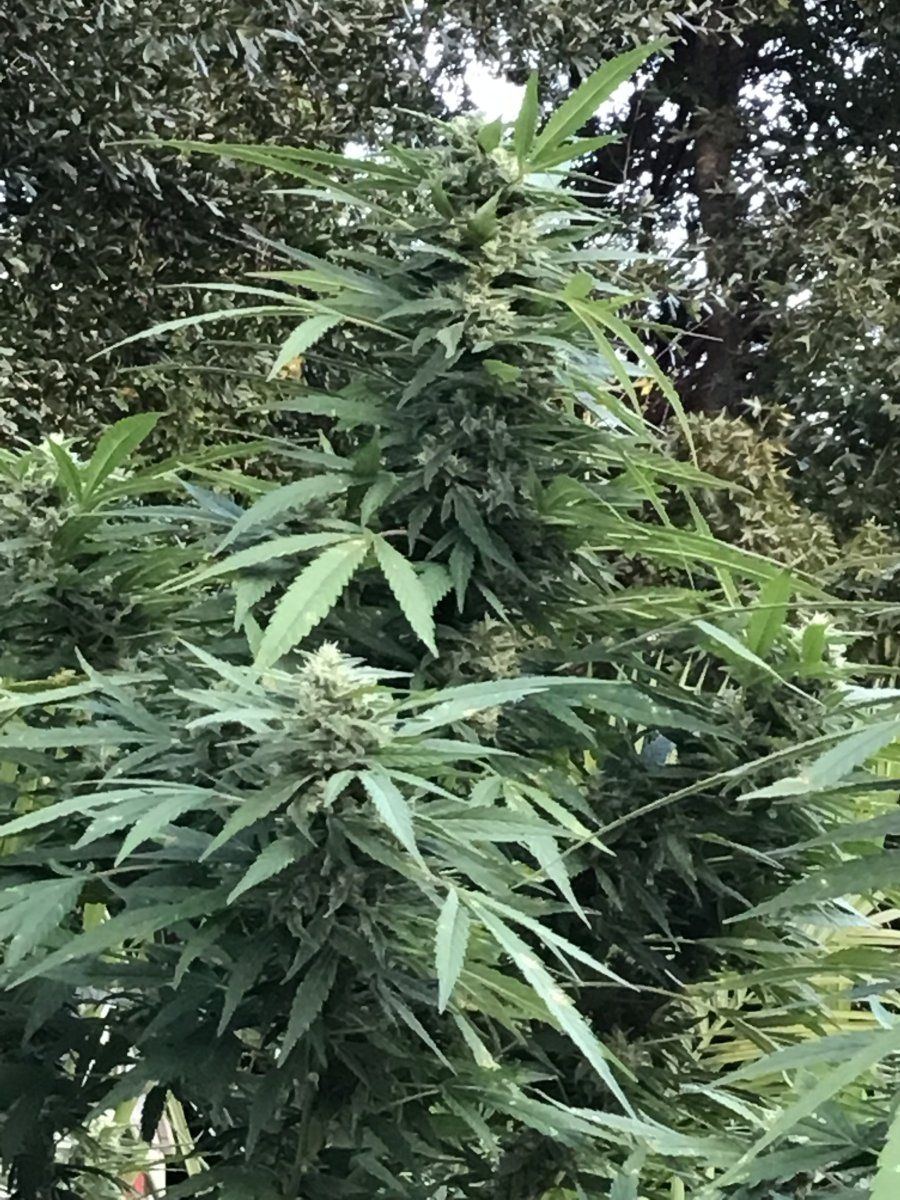 Crap backyard grow found by neighbor trichomes question 3
