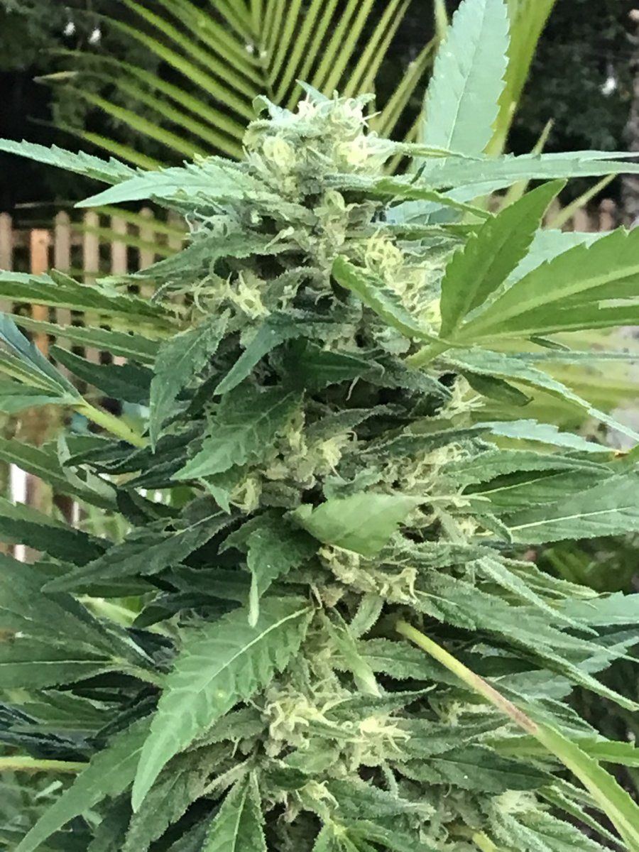 Crap backyard grow found by neighbor trichomes question 4