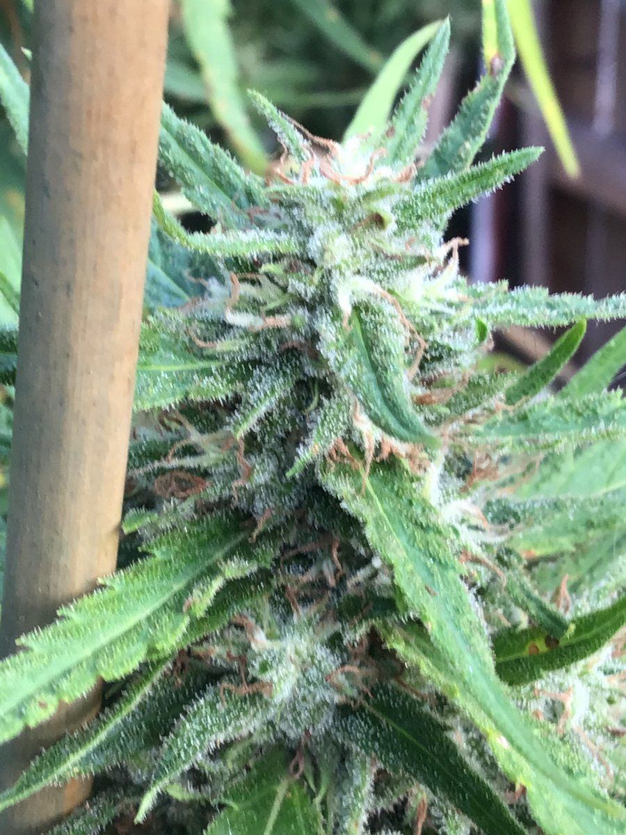 Crap backyard grow found by neighbor trichomes question 5