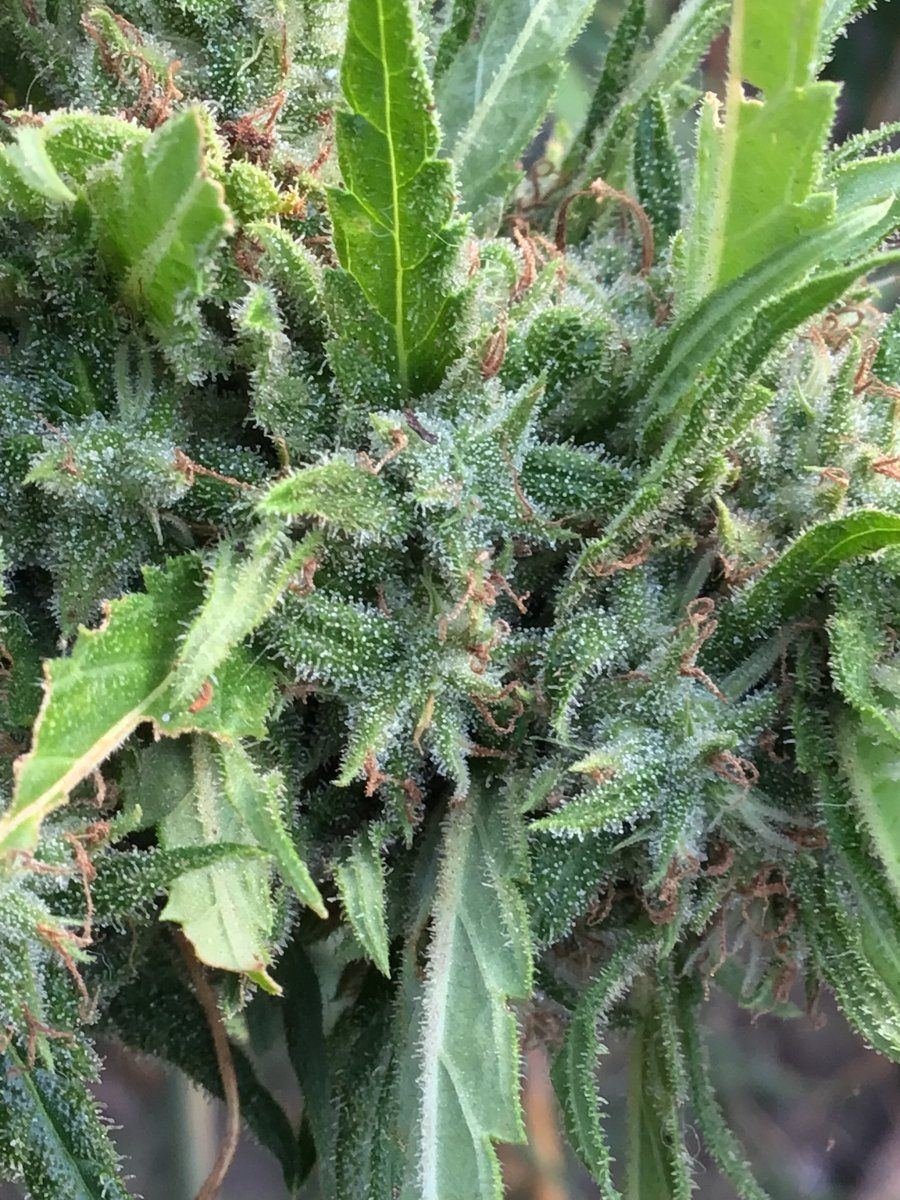 Crap backyard grow found by neighbor trichomes question 6