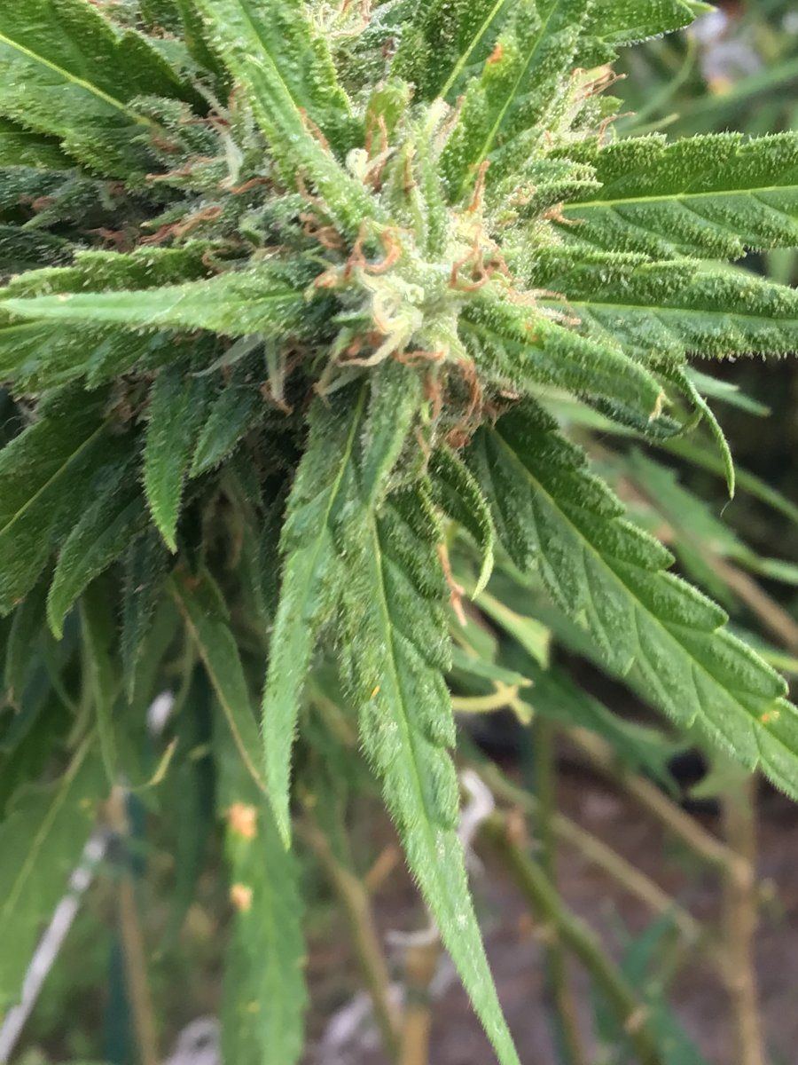Crap backyard grow found by neighbor trichomes question 7