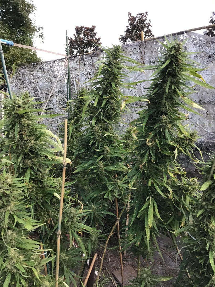 Crap backyard grow found by neighbor trichomes question 8