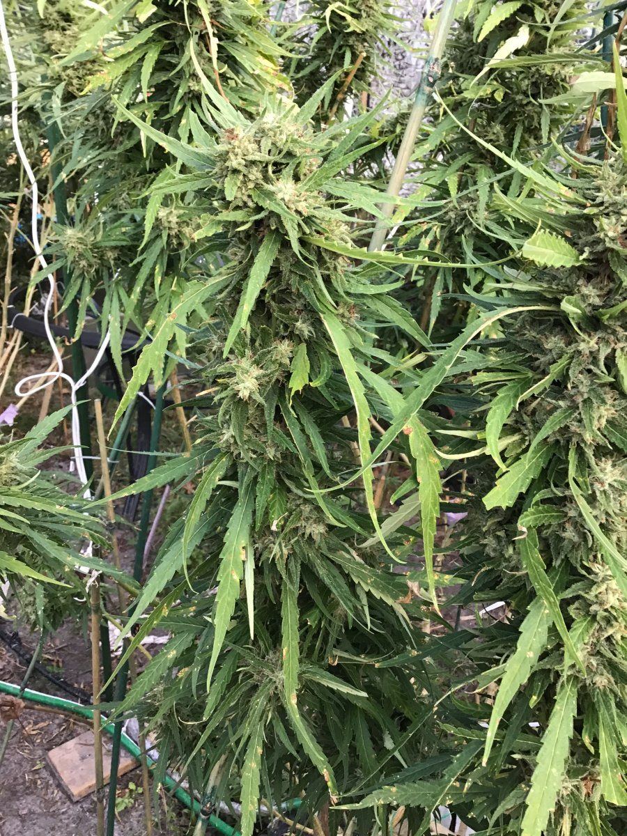 Crap backyard grow found by neighbor trichomes question 9