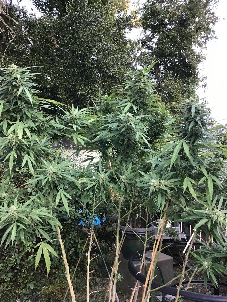 Crap backyard grow found by neighbor trichomes question