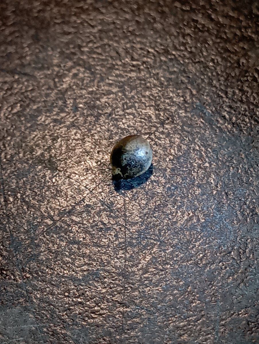 Crazy bean scrape