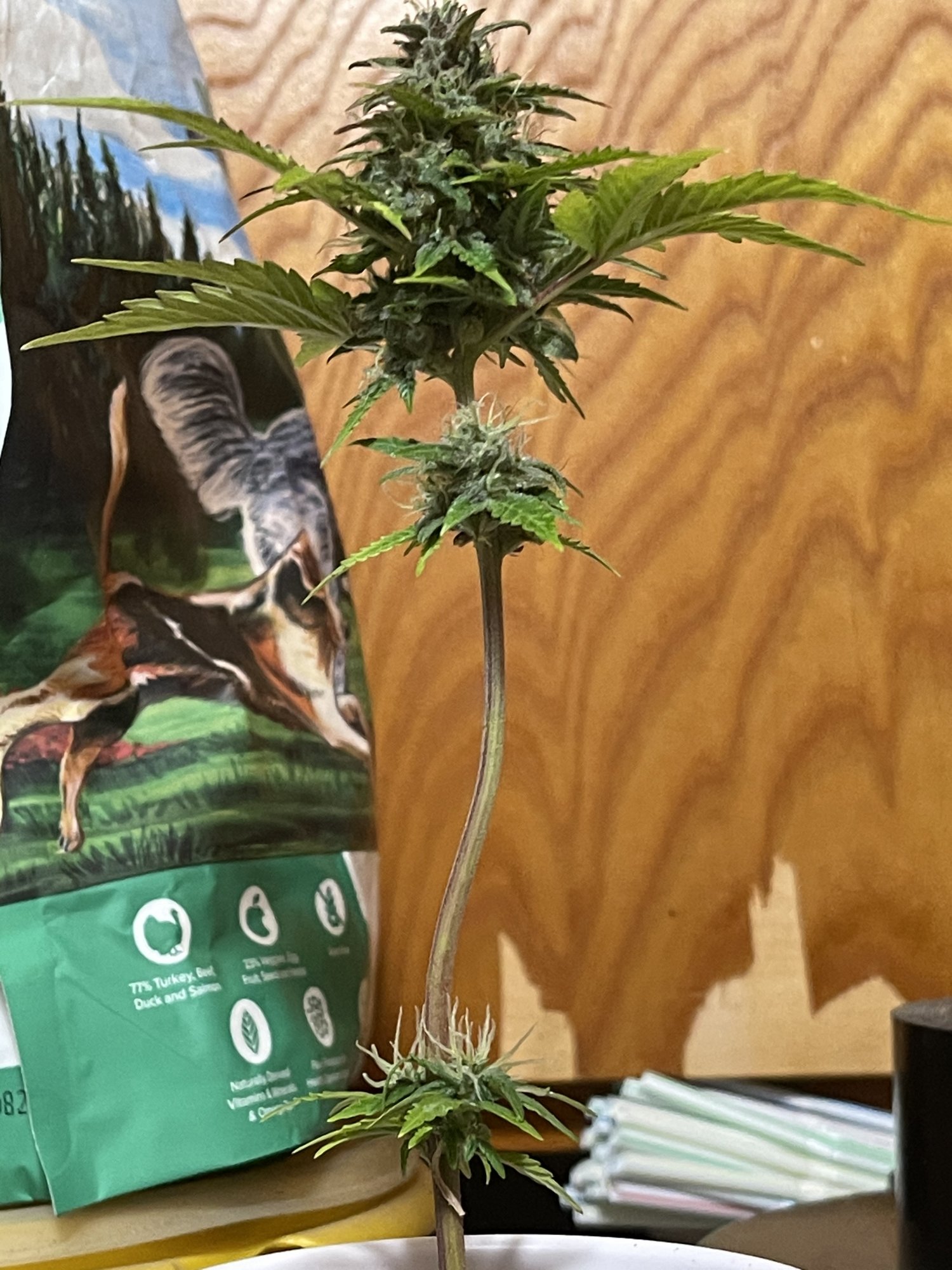 Crazy  looking auto flower clone 3