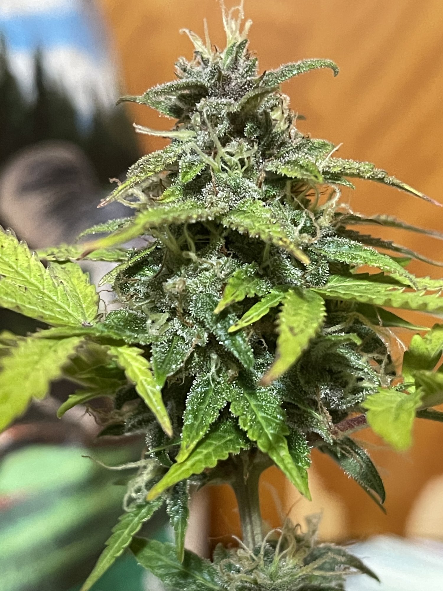 Crazy  looking auto flower clone 5