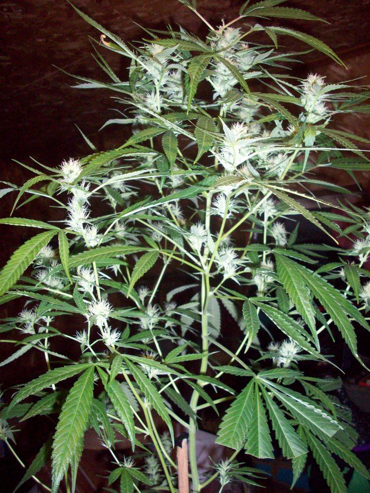 Crazy mary