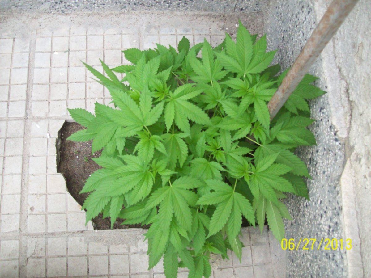 Crazy  outdoor scroglst 10