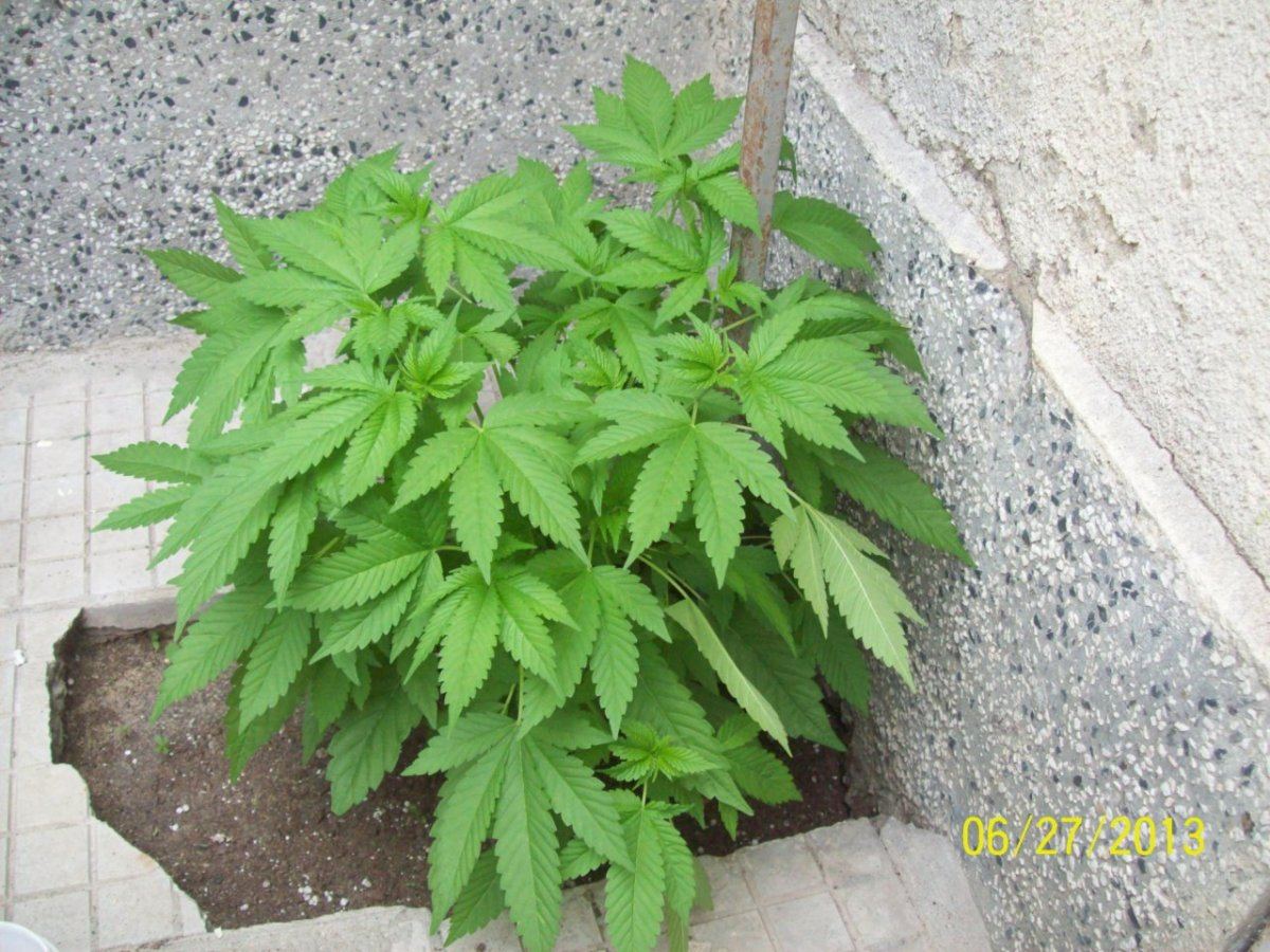 Crazy  outdoor scroglst 11
