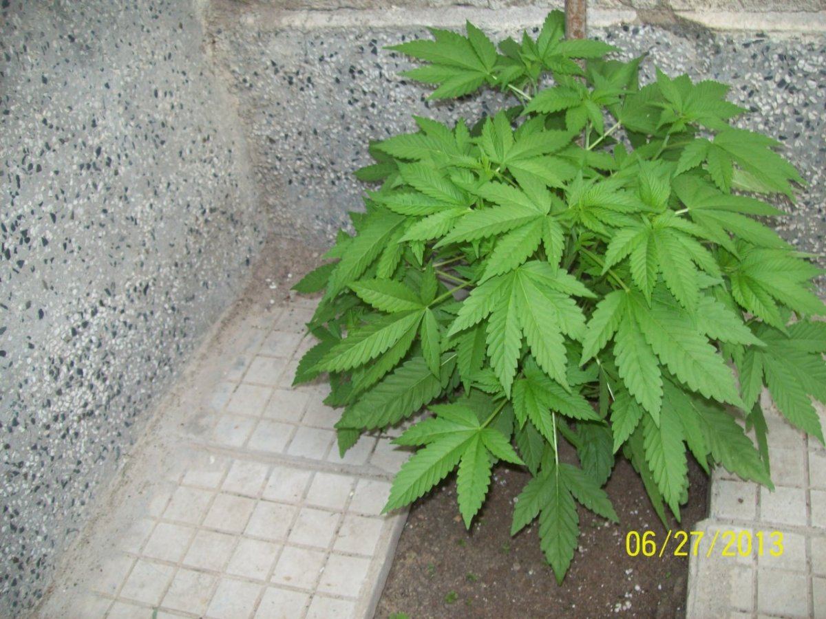 Crazy  outdoor scroglst 12