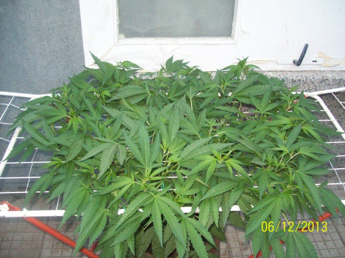 Crazy  outdoor scroglst 2