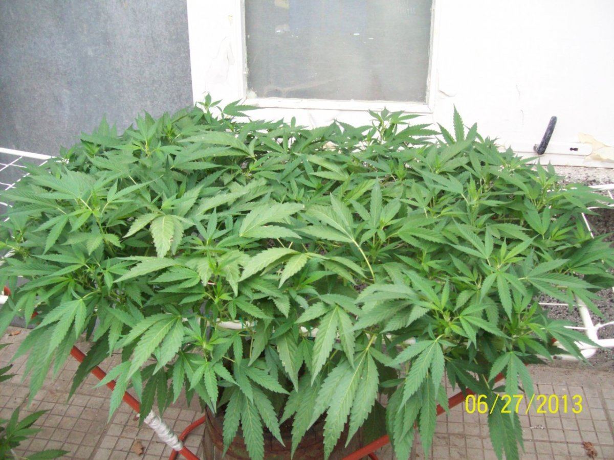 Crazy  outdoor scroglst 3