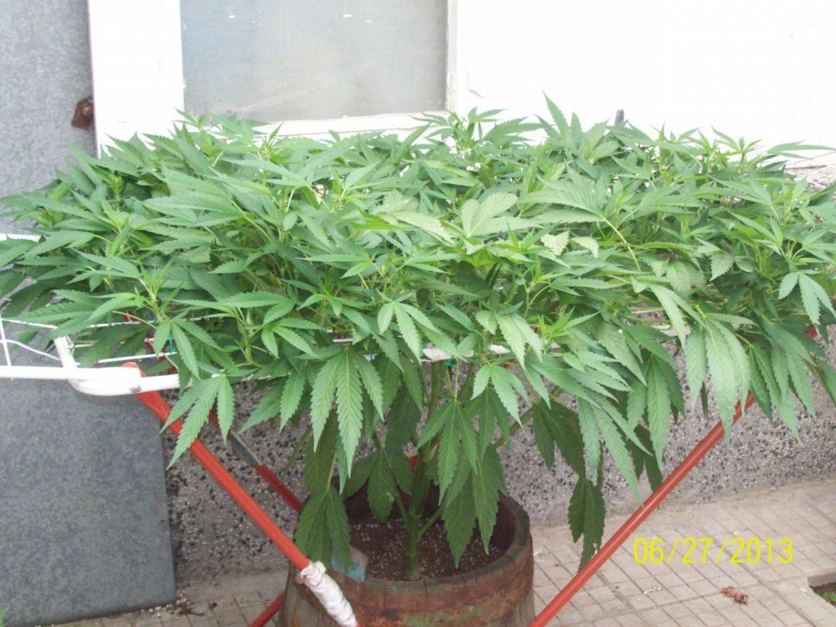 Crazy  outdoor scroglst 4