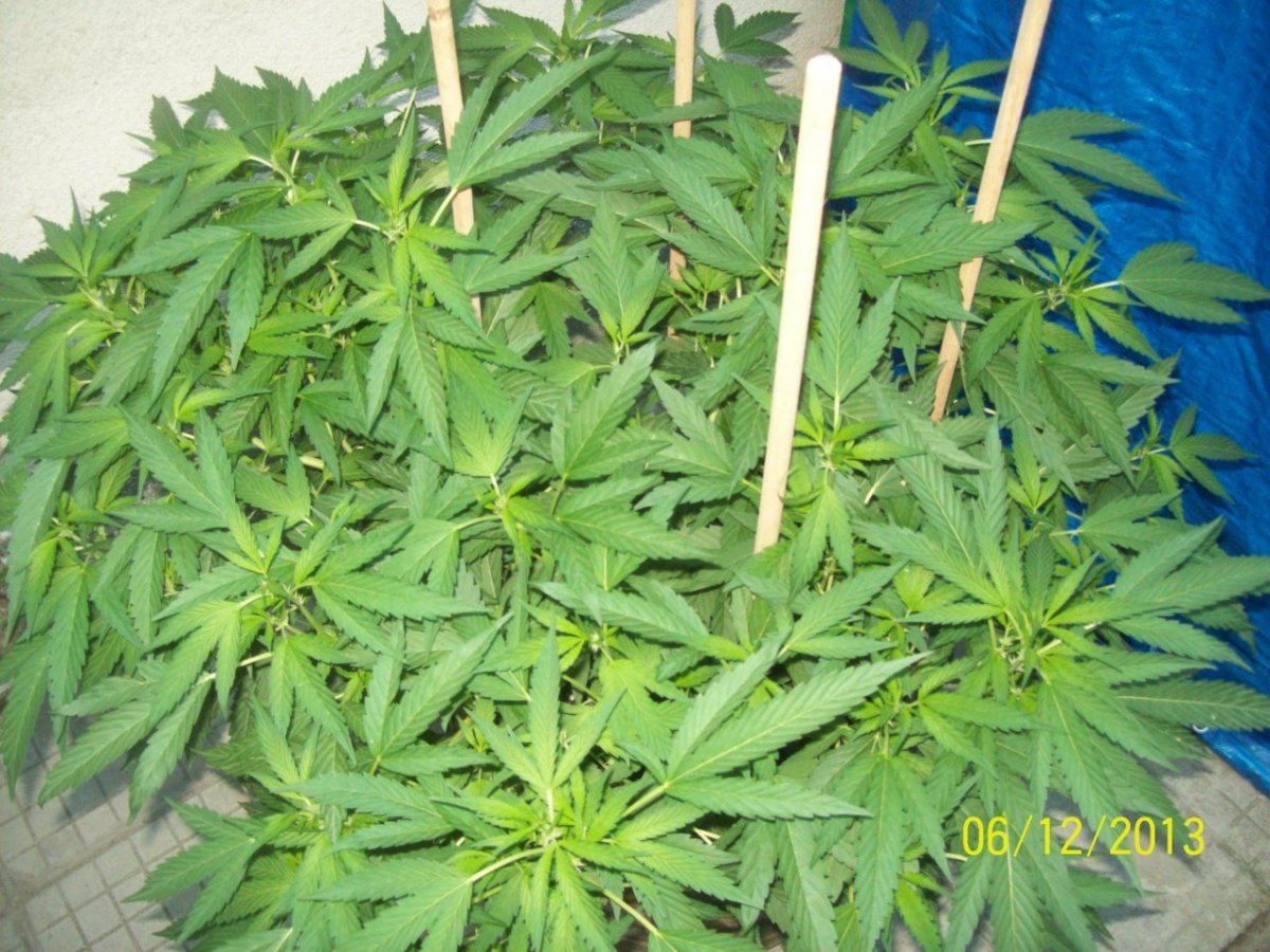 Crazy  outdoor scroglst 5