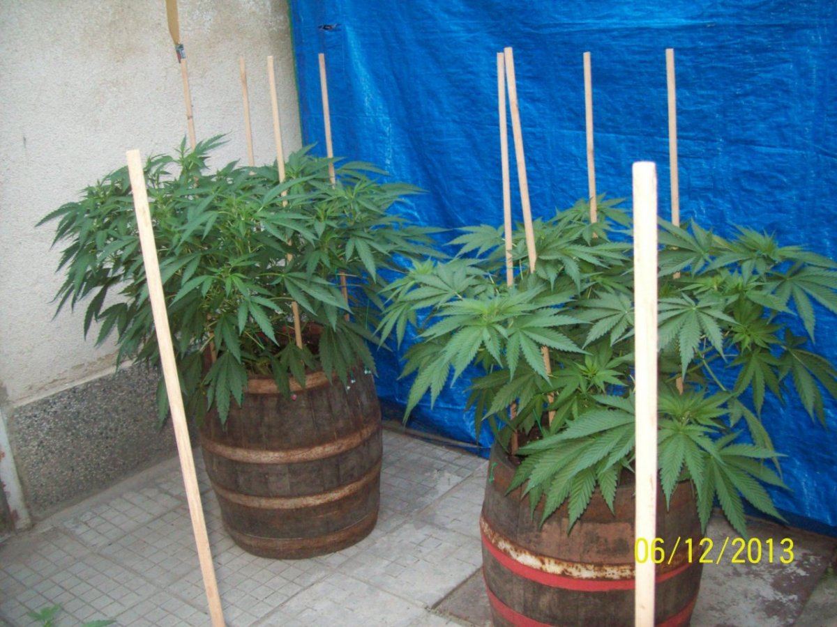 Crazy  outdoor scroglst 6