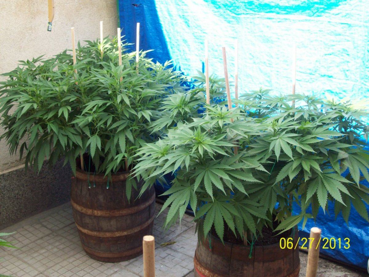 Crazy  outdoor scroglst 7