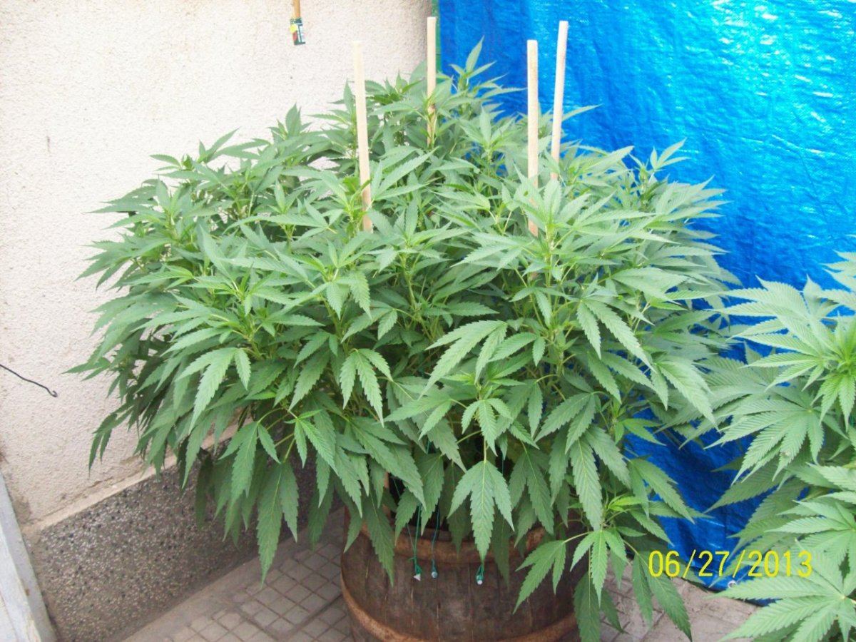 Crazy  outdoor scroglst 8