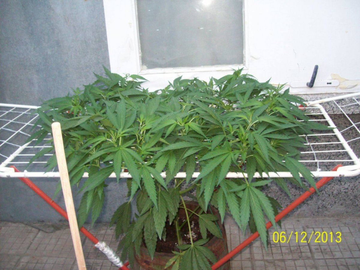 Crazy  outdoor scroglst