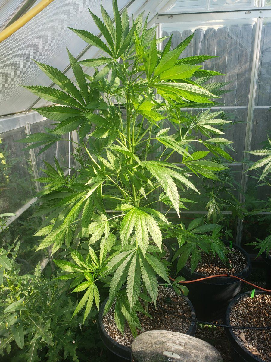 Crazy tall autos in the greenhouse 3