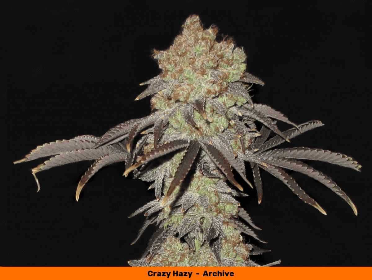 CrazyHazyCola1zoom1 1050   Copy