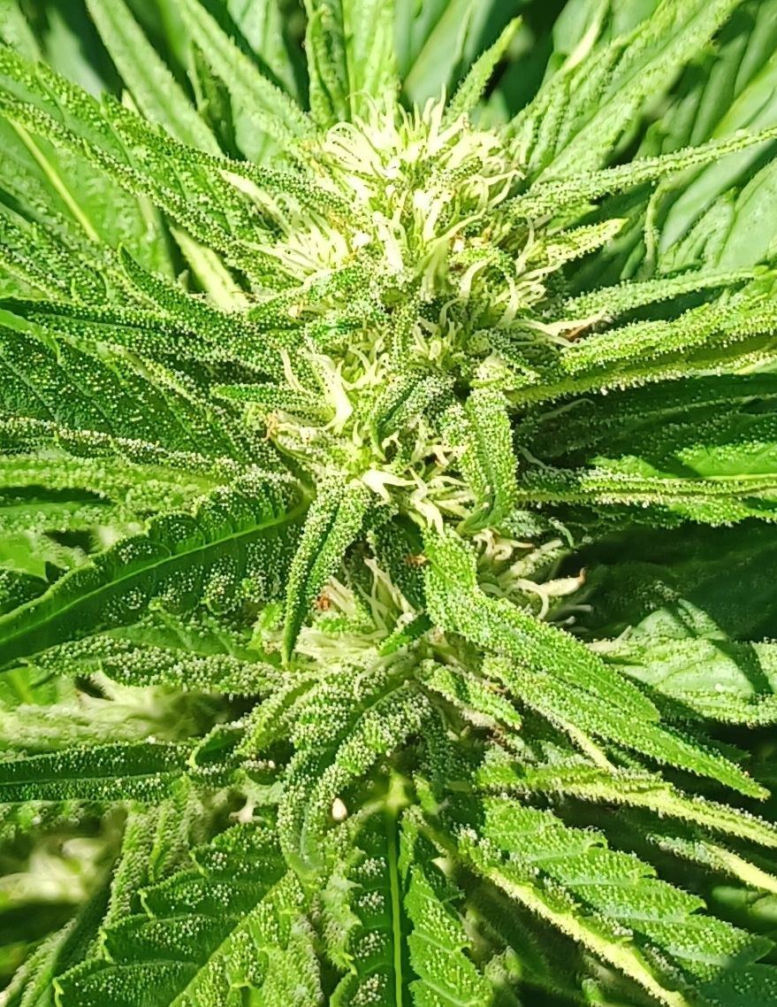 Cream and cheese closeup