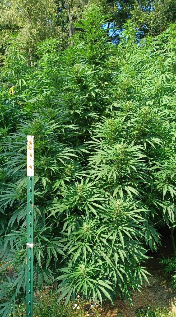 CBD Strawberry.jpg
