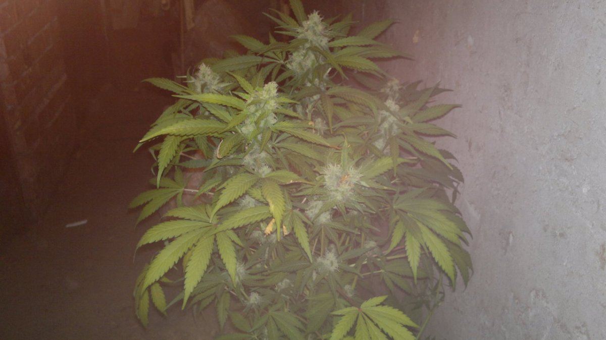 Cream caramel auto 3