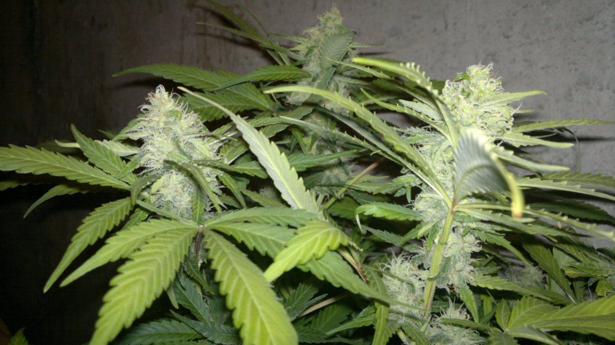 Cream caramel auto 4