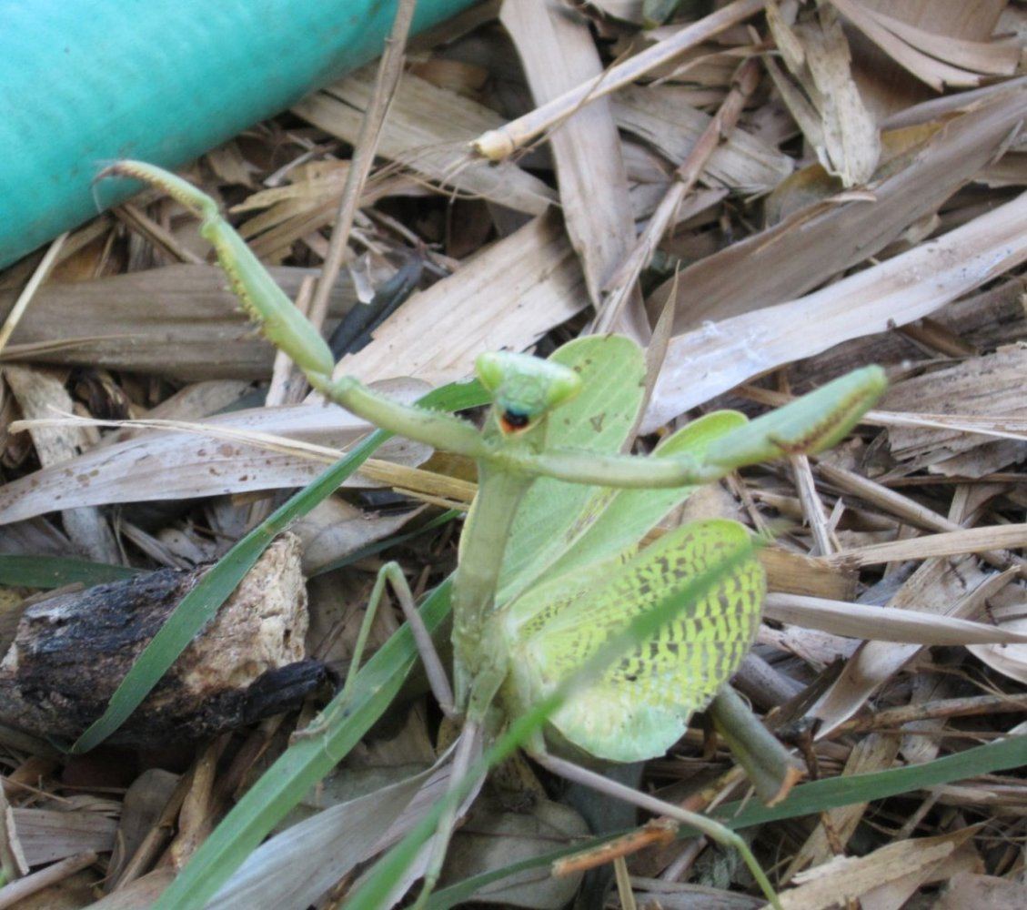 Creature1