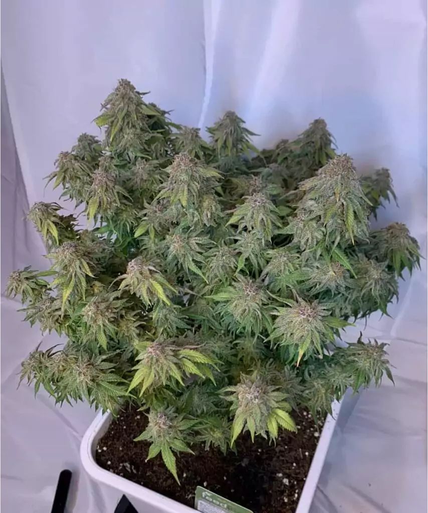 Creme brule Feminized