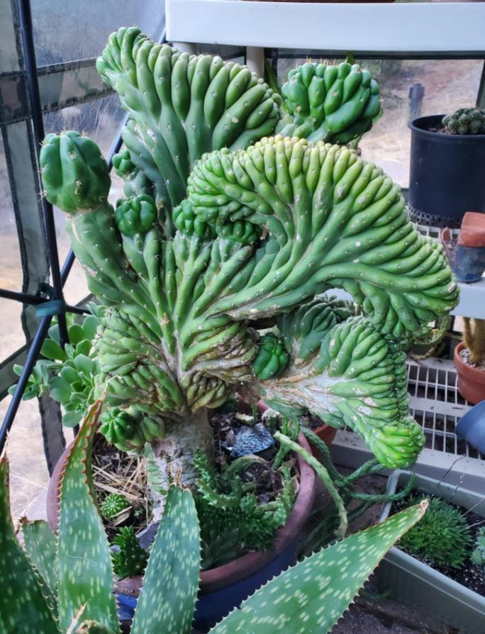 Crest cactuws 1