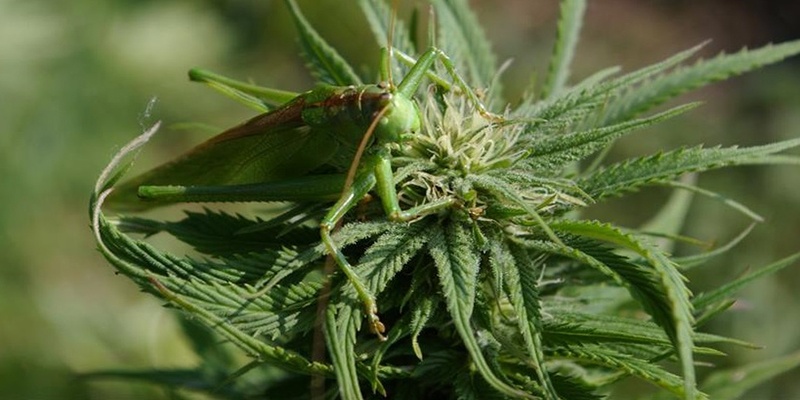 Crickets and grasshopper on marijuana plants
