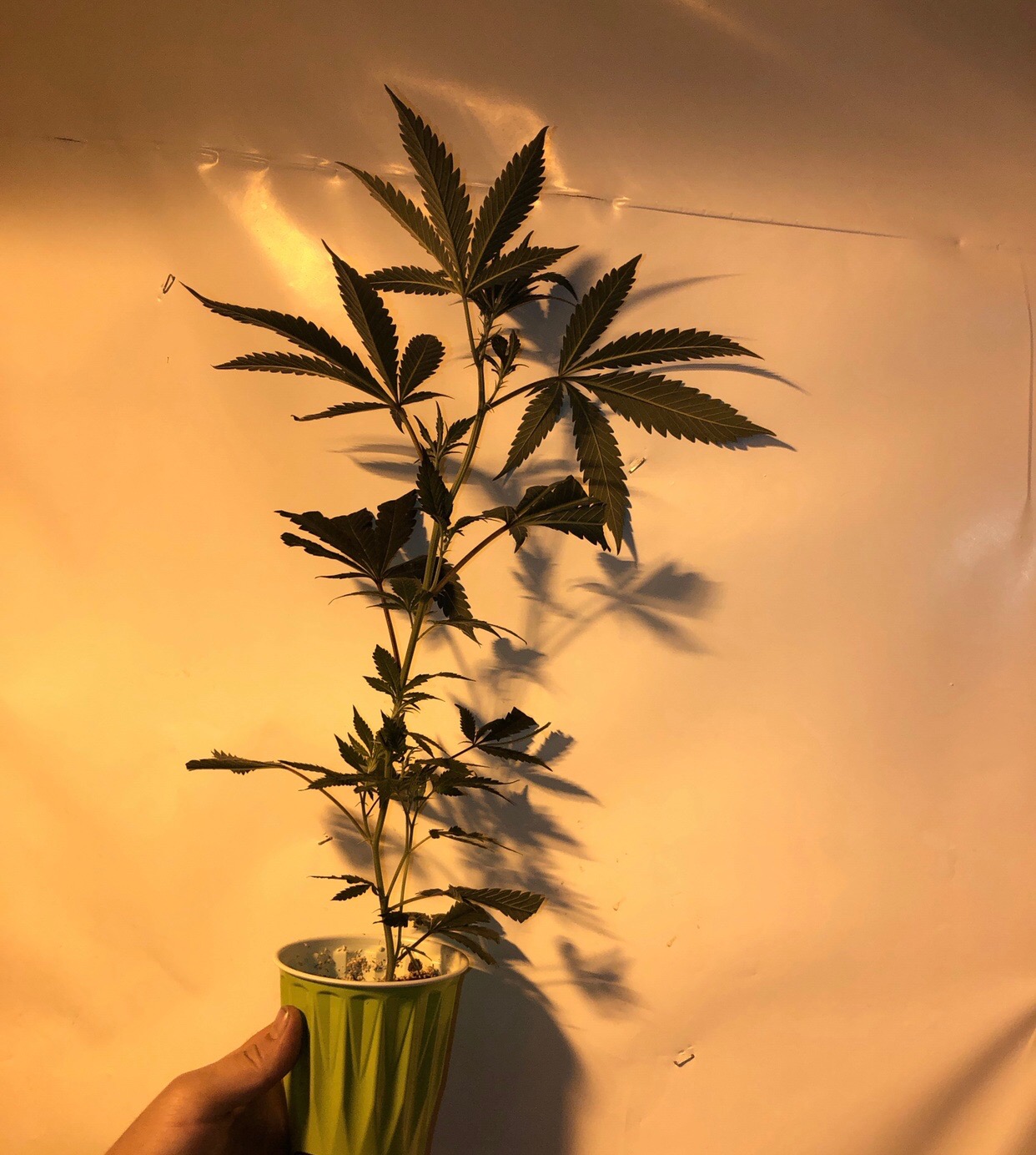 Crippie and triangle kush clone only also trippie kush from seed 2