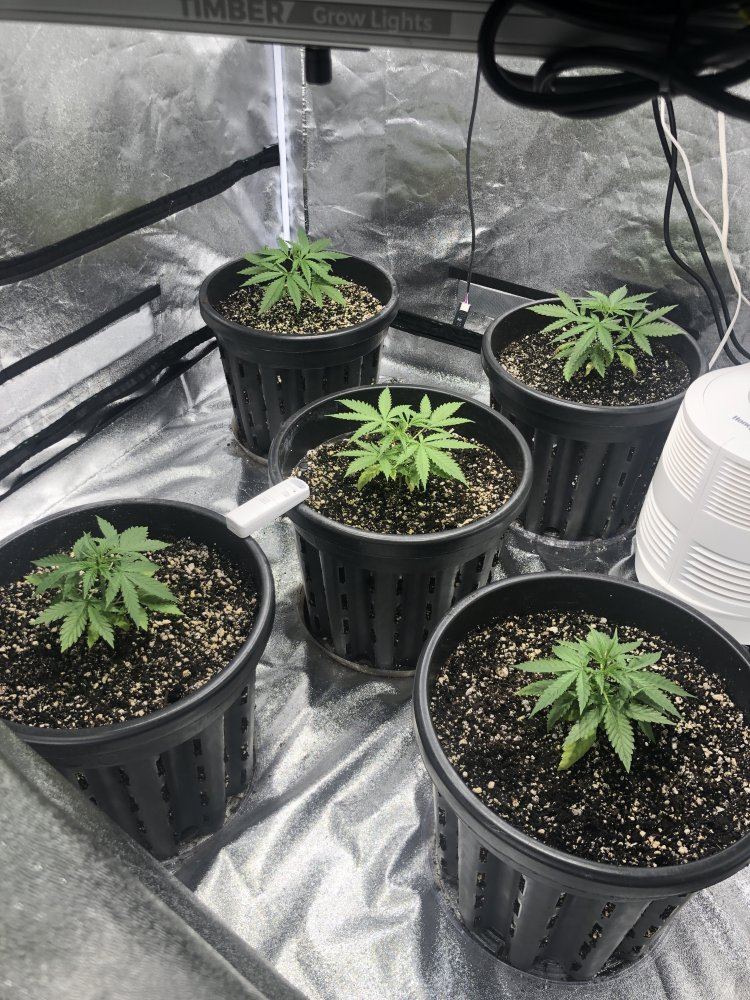 Critical  20 organic timber led 2