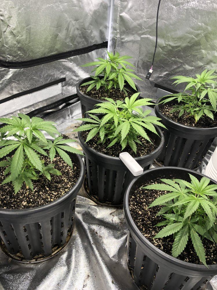 Critical  20 organic timber led 3