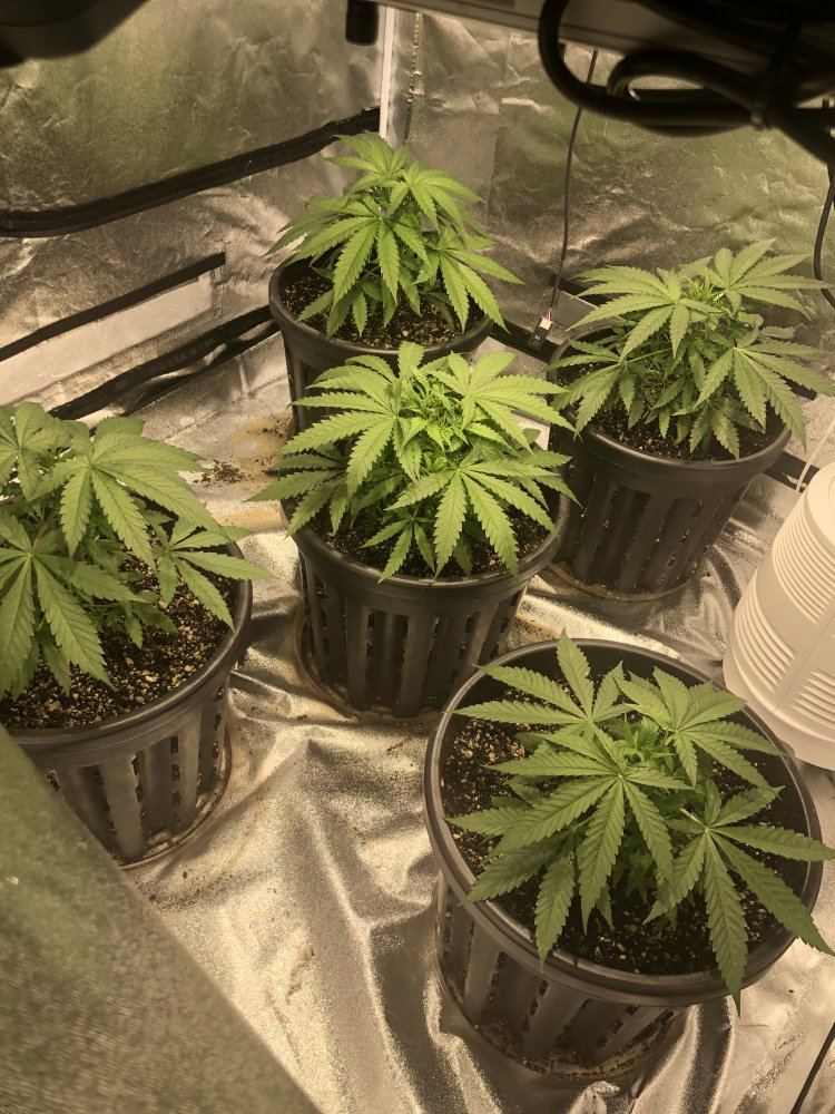 Critical  20 organic timber led 4