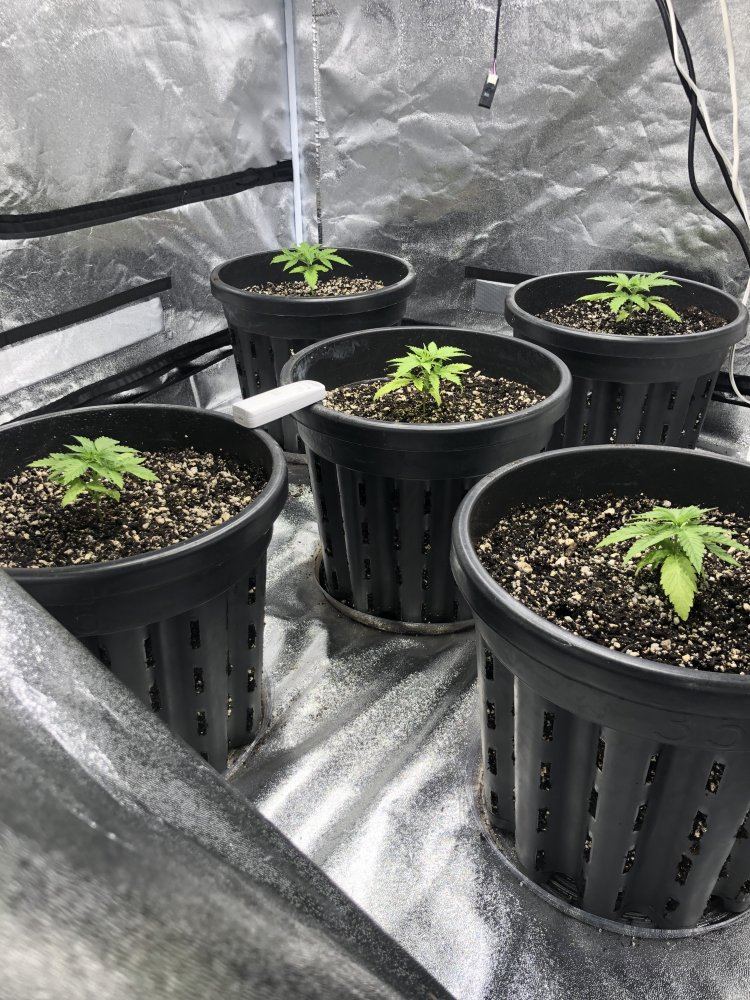 Critical  20 organic timber led