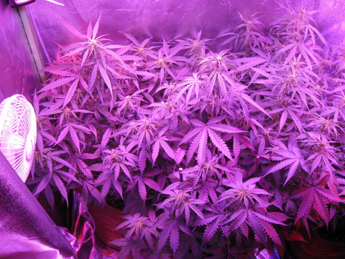 Critical jack herer auto day 42 1