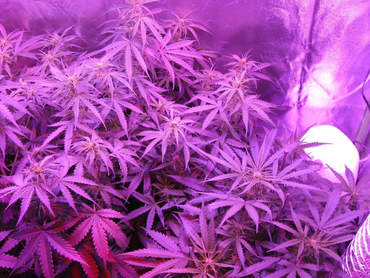 Critical jack herer auto day 42 7