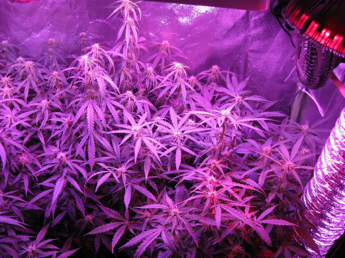 Critical Jack Herer Auto Day 49 6