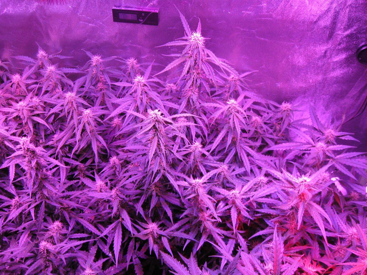 Critical Jack Herer Auto Day 56 2