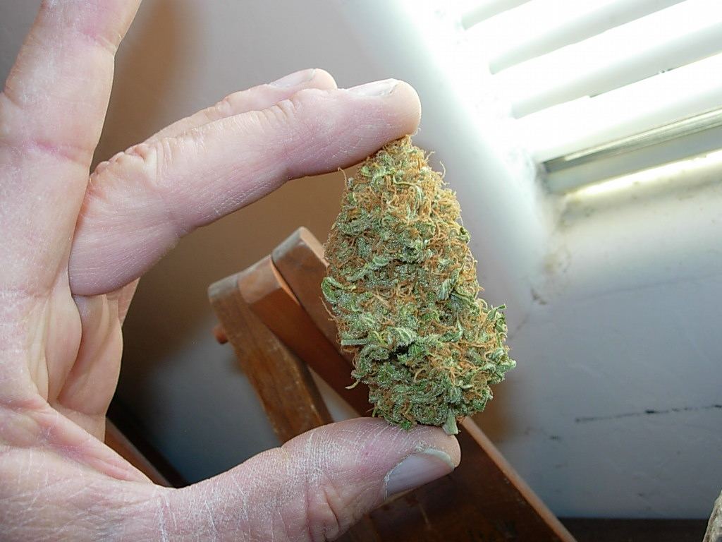 Critical  Jack herer