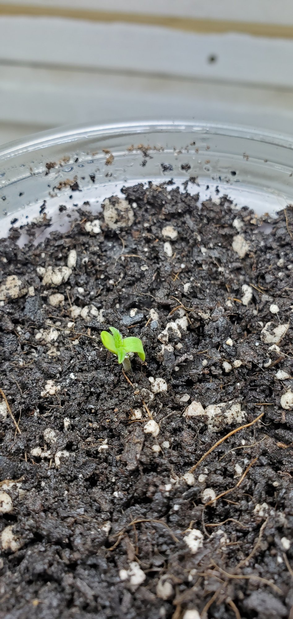 Critical jack kind soil water only