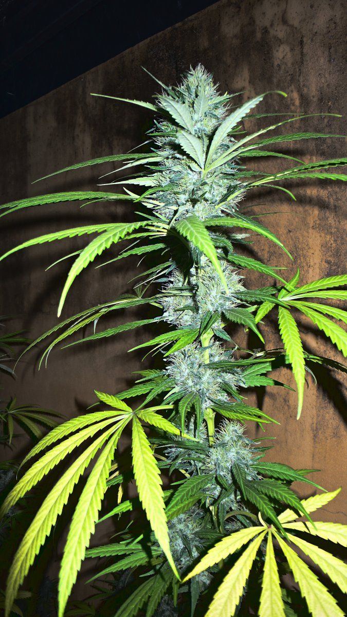 Critical kush  1 50 days